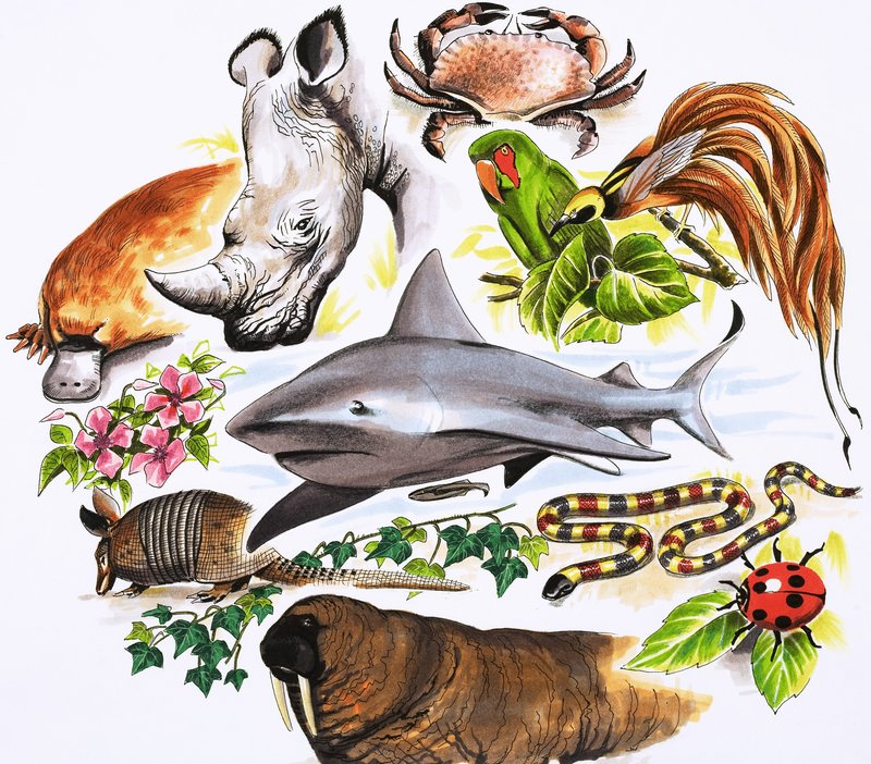 Montagem não identificada de animais de English School