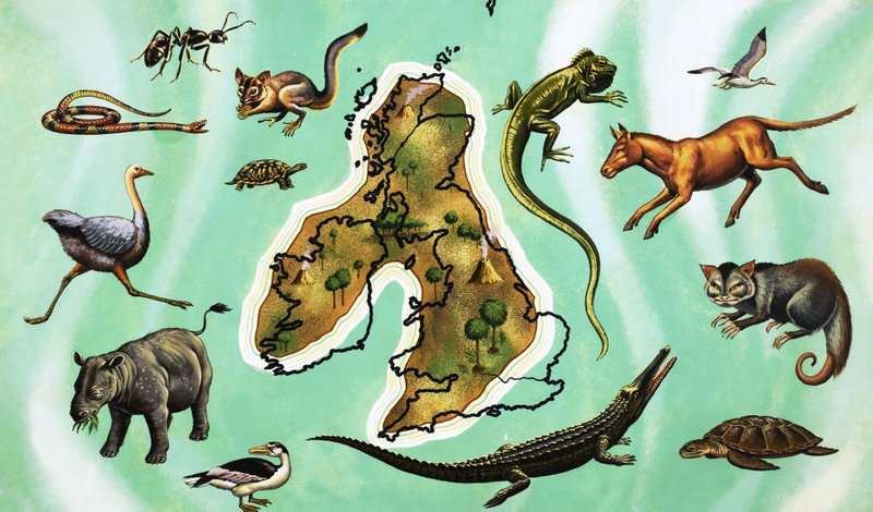 Montagem não identificada de animais em torno do mapa da Grã-Bretanha de English School