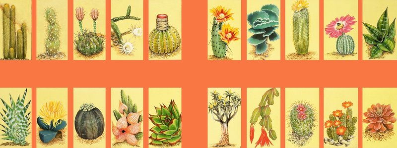 Montagem não identificada de cactos de English School