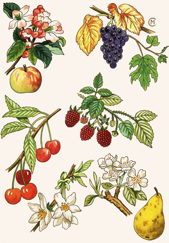 Montagem não identificada de frutas e bagas de English School