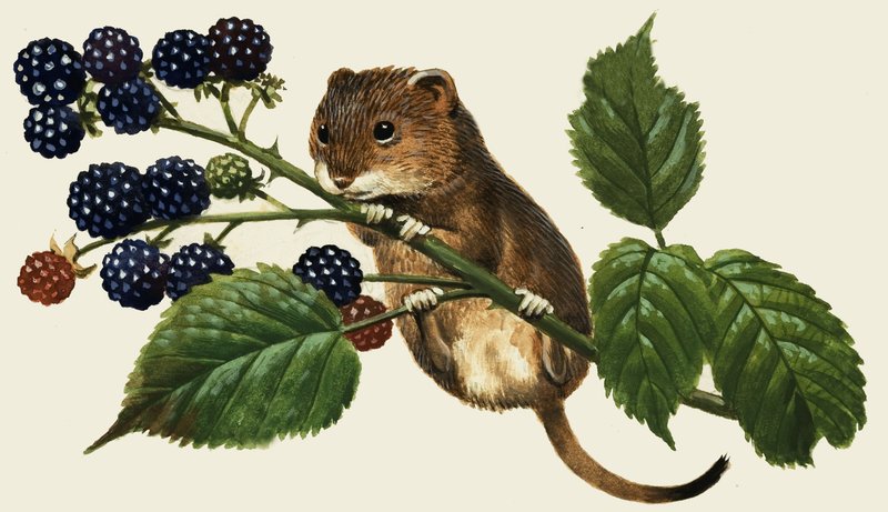 Mouse não identificado, escalando o blackberry bush de English School