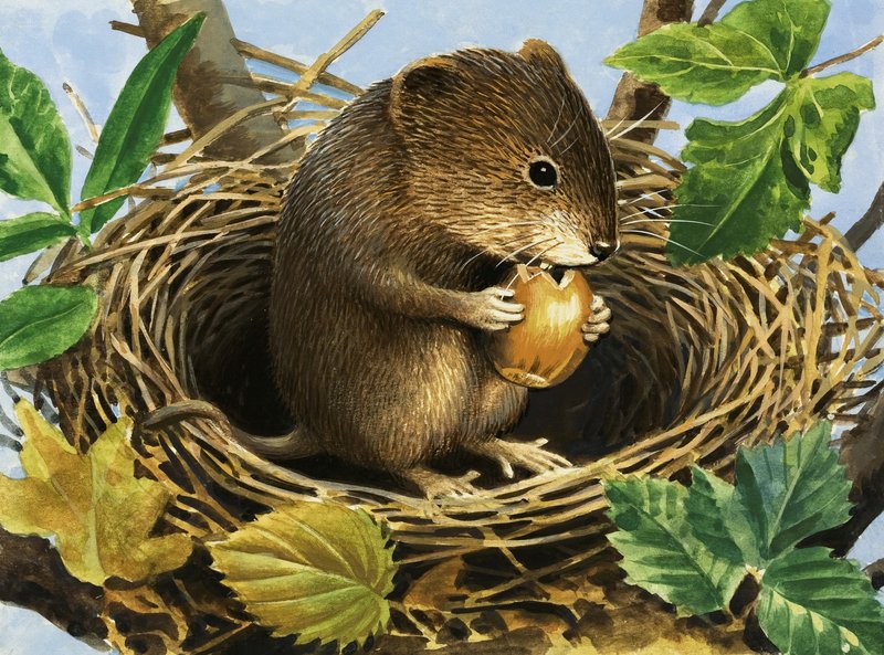 Rato não identificado comendo bolota no ninho de English School