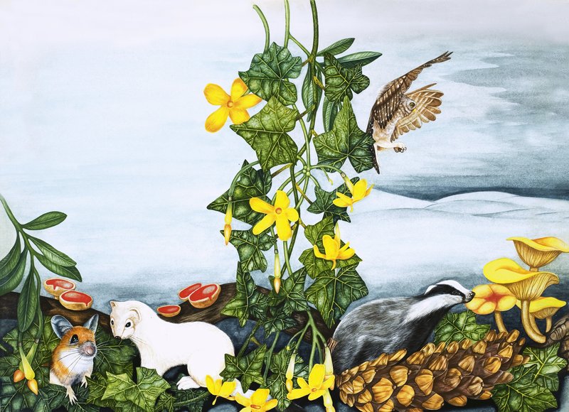 Plantas e animais não identificados, incluindo coruja, texugo e doninha de English School