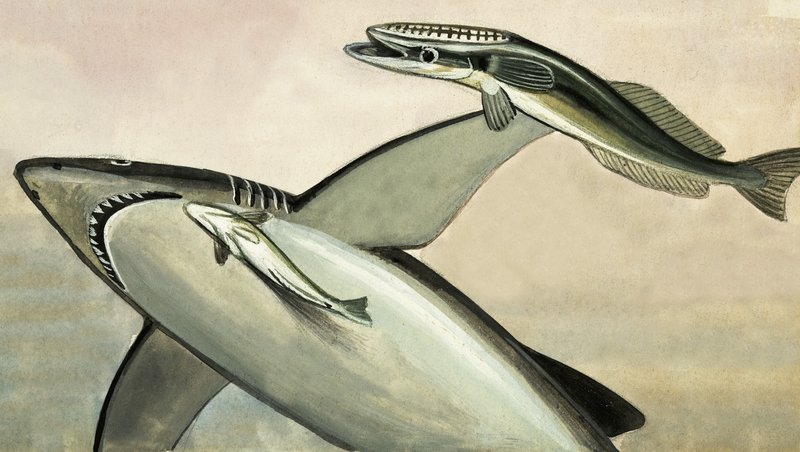 Tubarão e peixe não identificados de English School