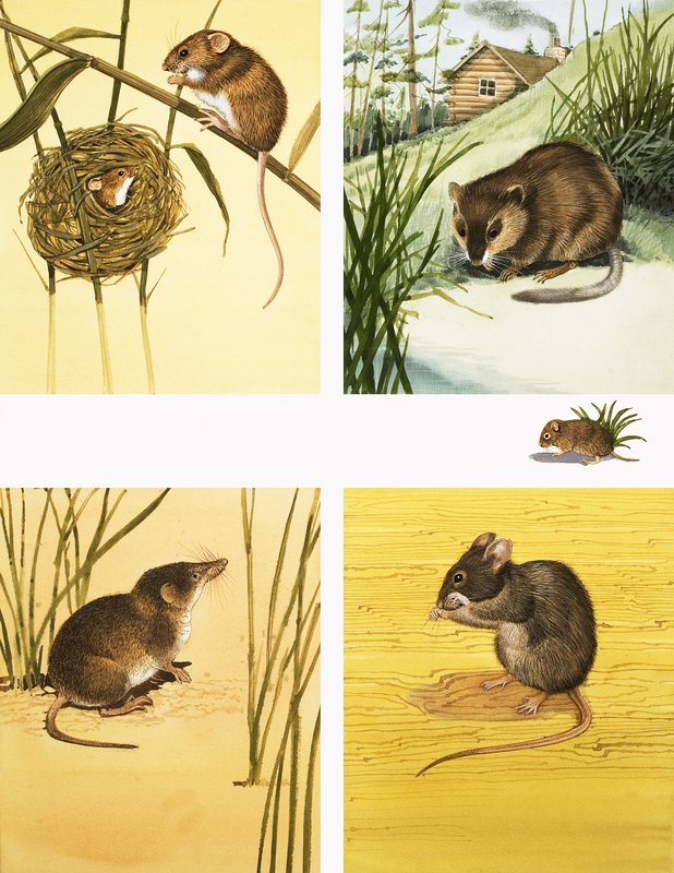 Montagem não identificada de pequenos mamíferos, incluindo ratos e ratazanas de English School