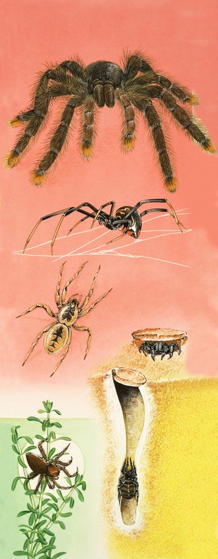 Montagem de aranhas não identificadas de English School