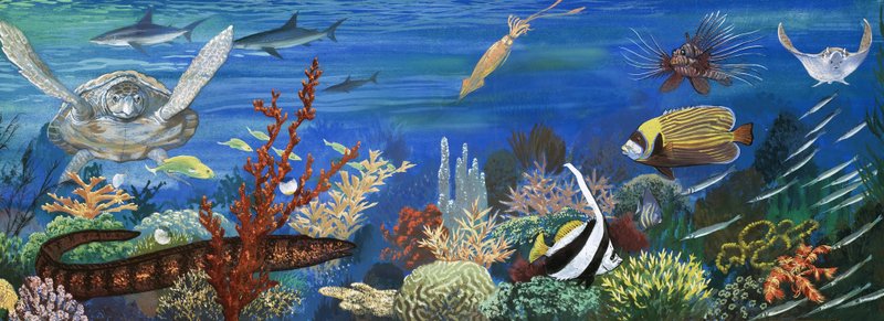 Criaturas submarinas não identificadas, incluindo peixes coloridos e tartaruga de English School
