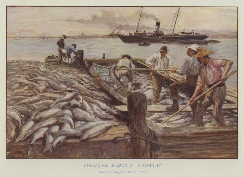 Descarregamento de salmão numa fábrica de conservas, rio Fraser, Colúmbia Britânica (litografia a cores) de English School