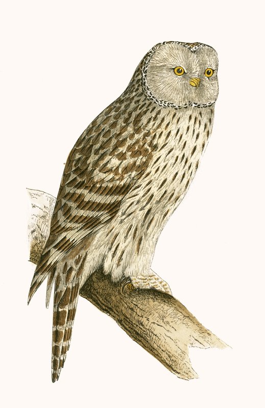 Coruja de Ural, ilustração de &39;Uma história das aves da Europa não observada nas ilhas britânicas&39; por Charles Robert Bree (1811-1886), publicada em 1867 de English School