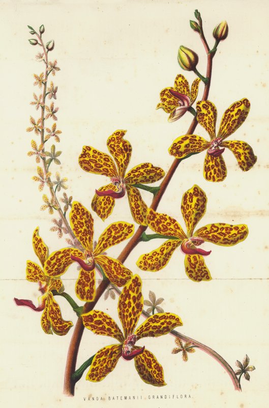 Vanda Batemanii Grandiflora (chromolitho) de English School
