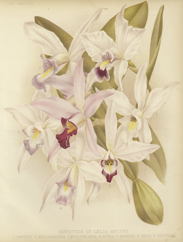 Variedades de Laelia anceps de English School