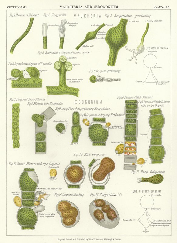 Vaucheria e Oedogonium de English School