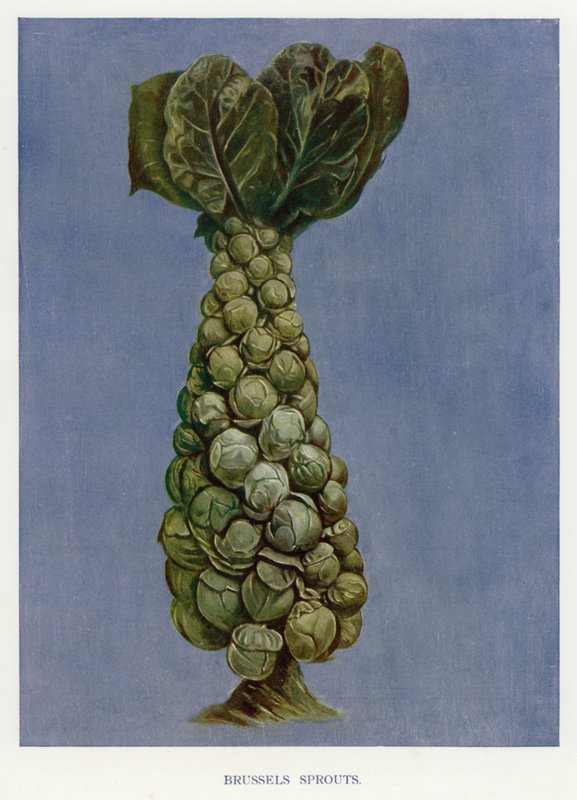 Guia do Produtor de Vegetais: Couves-de-bruxelas (litografia a cores) de English School