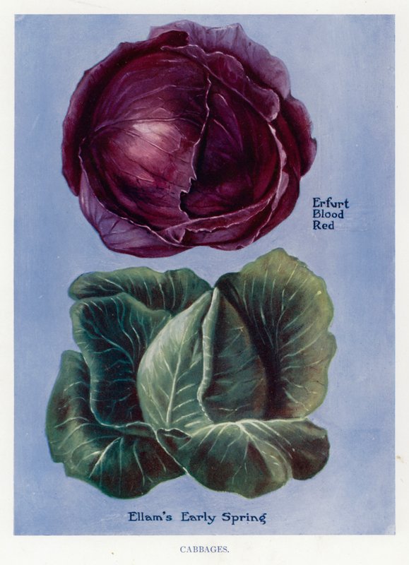 Guia do Cultivador de Vegetais: Couves (cor litho) de English School