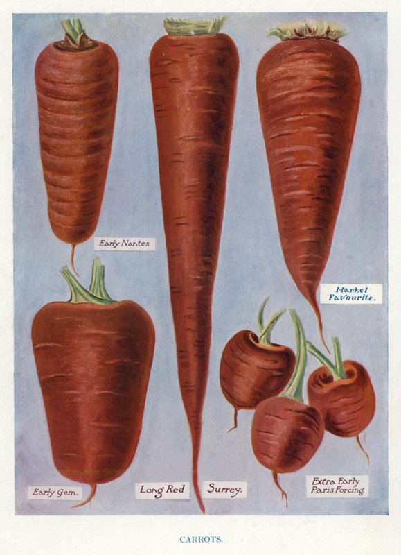 Guia do Cultivador de Vegetais: Cenouras (cor litho) de English School