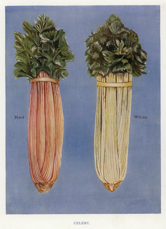Guia do Cultivador de Vegetais: Aipo (cor litho) de English School
