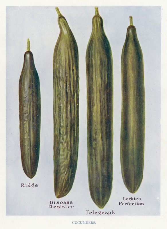 Guia do Cultivador de Vegetais: Pepinos (cor litho) de English School