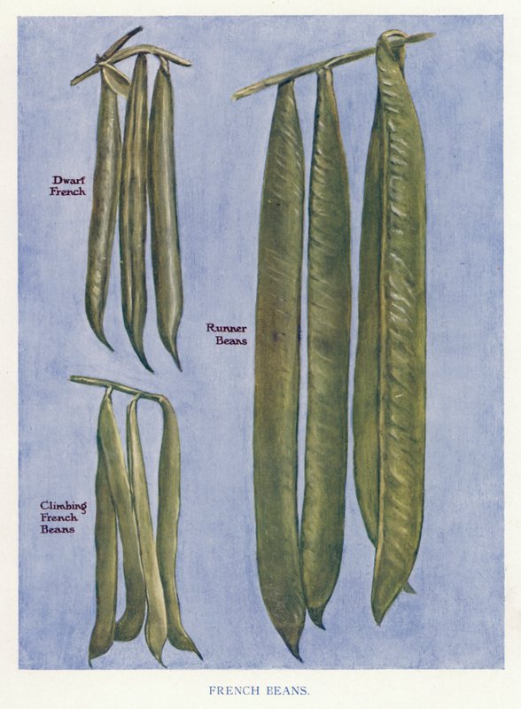 Guia do Cultivador de Vegetais: Feijão Francês (cor litho) de English School