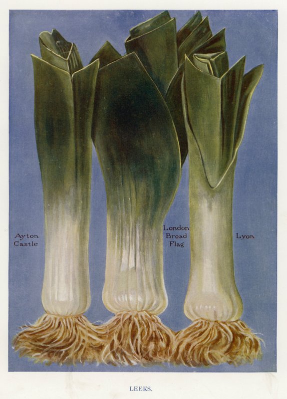 Guia do Cultivador de Vegetais: Alhos-porros (cor litho) de English School