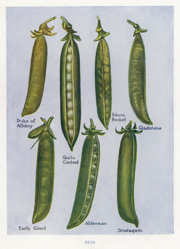 Guia do Cultivador de Vegetais: Ervilhas (cor litho) de English School