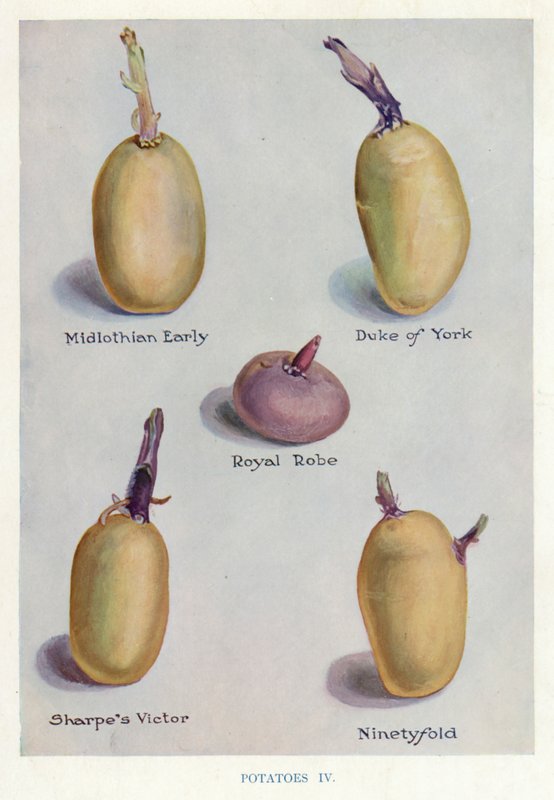Guia do horticultor: Batatas (litografia a cores) de English School