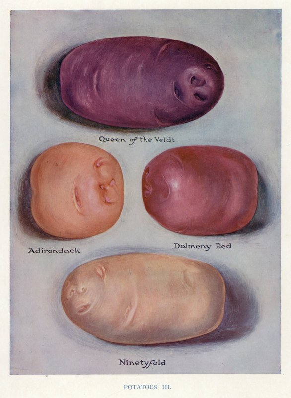 Guia do horticultor: Batatas (litografia a cores) de English School