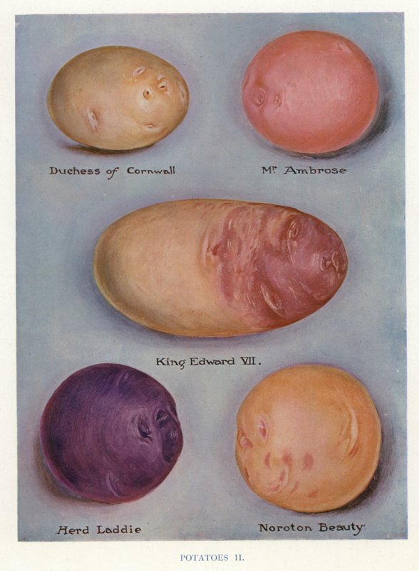 Guia do horticultor: Batatas (litografia a cores) de English School