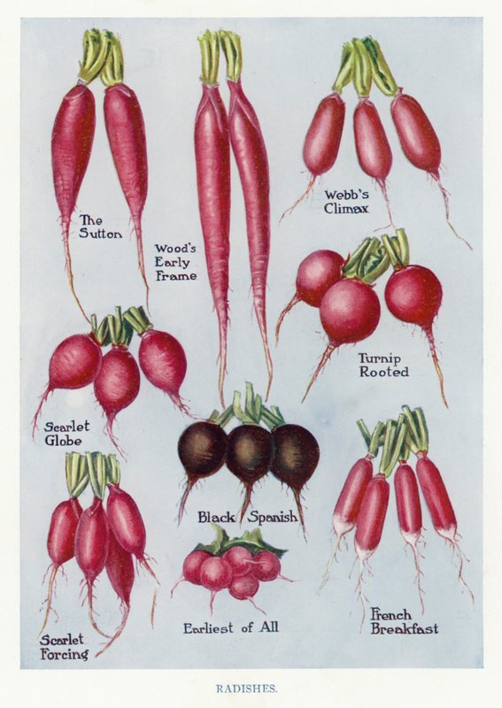 Guia do Cultivador de Vegetais: Rabanetes (cor litho) de English School