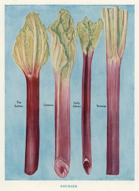 Guia do Cultivador de Vegetais: Ruibarbo (cor litho) de English School