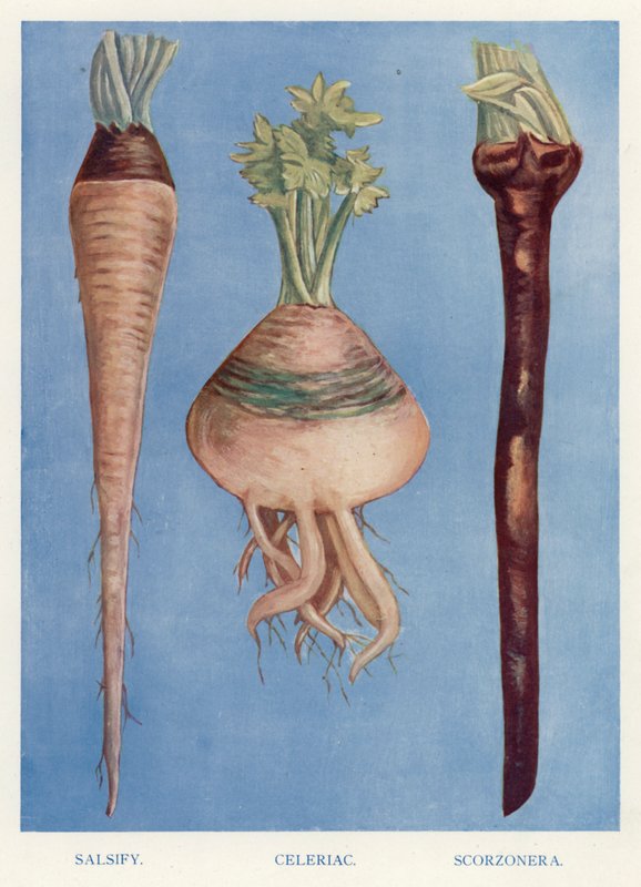 Guia do Cultivador de Vegetais: Salsify, Celeriac, Scorzonera (cor litho) de English School