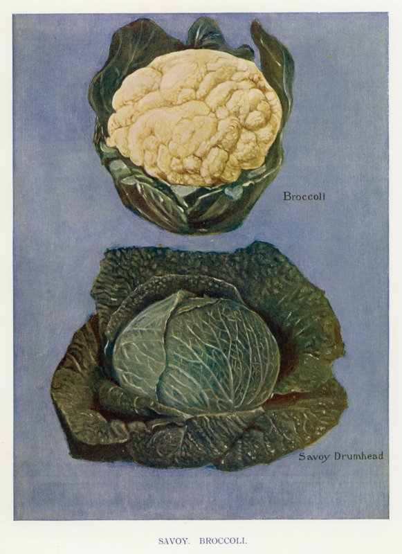 Guia do Cultivador de Vegetais: Sabugueiro, Brócolos (cor litho) de English School