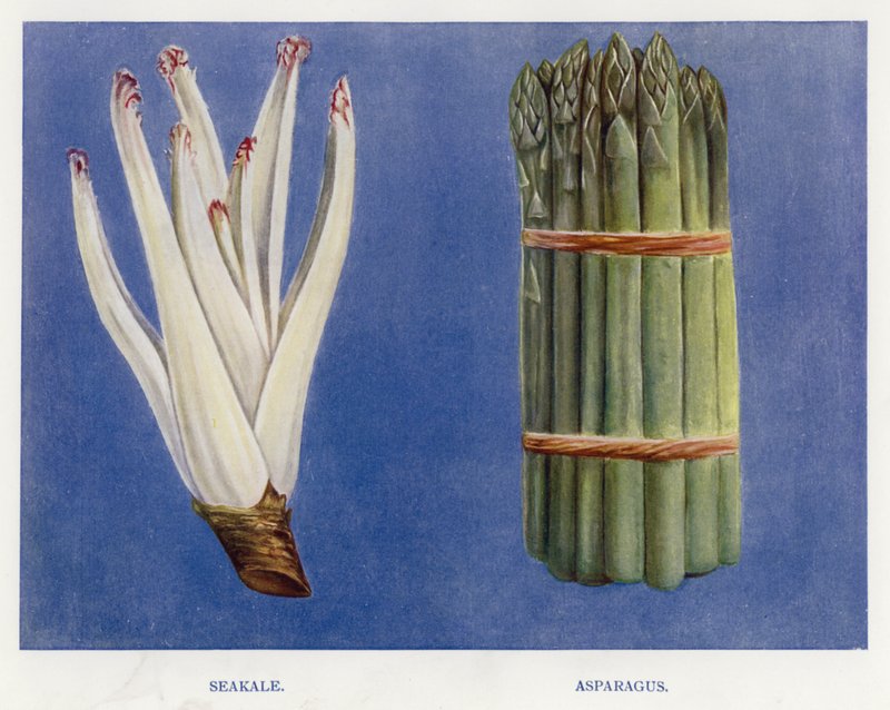 Guia do Cultivador de Vegetais: Seakale, Asparagus (cor litho) de English School