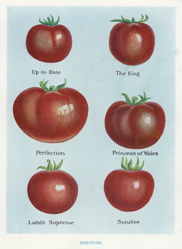 Guia do Cultivador de Vegetais: Tomate (cor litho) de English School