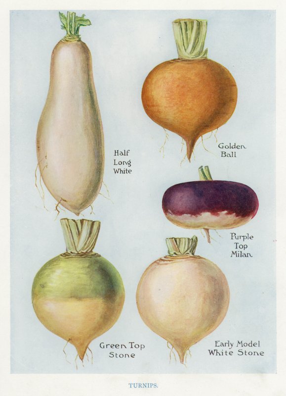 Guia do Produtor de Vegetais: Nabos (litografia a cores) de English School