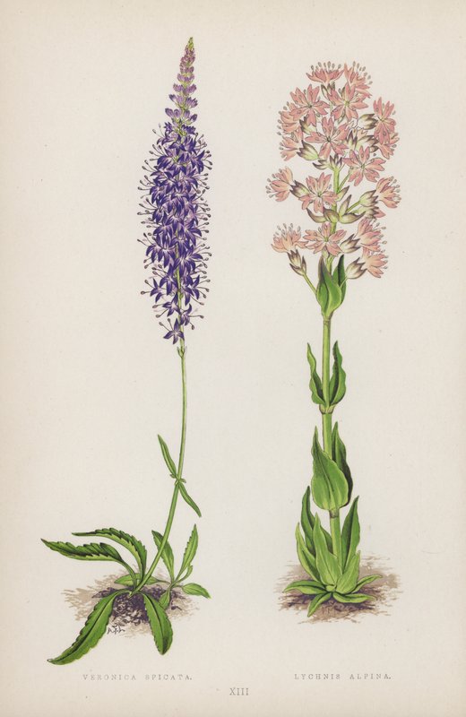 Veronica Spicata; Lychnis Alpina (cor litho) de English School