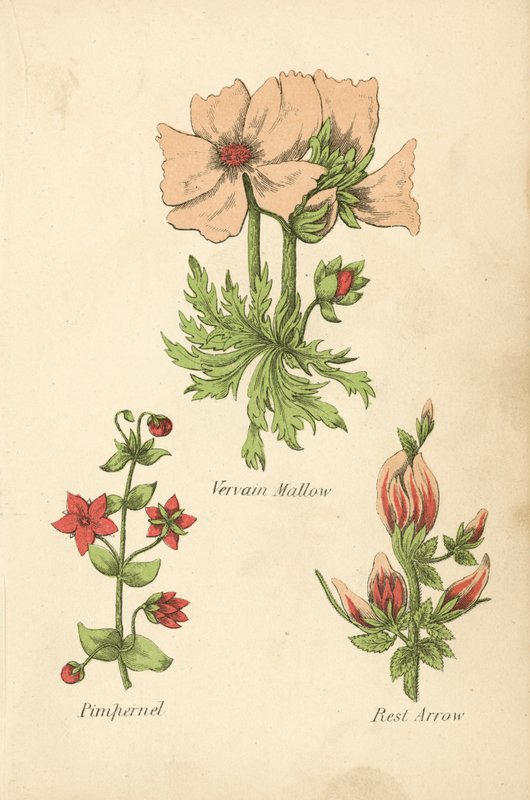 Malva-rosa, pimpinela, seta de descanso (litografia a cores) de English School