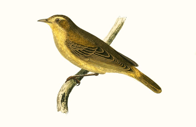 Vieillot&39;s Willow Warbler, ilustração de "Uma História das Aves da Europa Não Observadas nas Ilhas Britânicas", de Charles Robert Bree (1811-1886), publicado em 1867 de English School