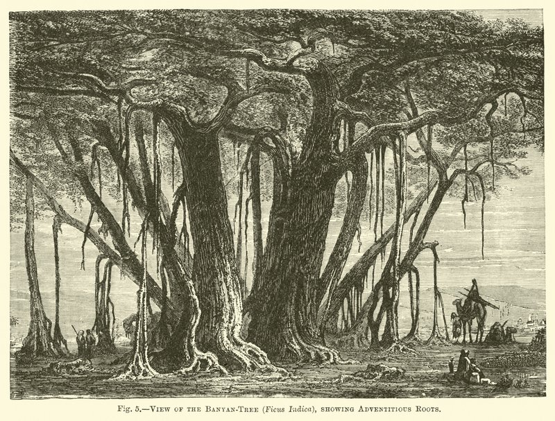 Vista, de, a, banyan-árvore, (Ficus, Indica), mostrando, adventic, raizes de English School