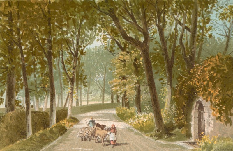 Vinchelez Lane - Jersey de English School