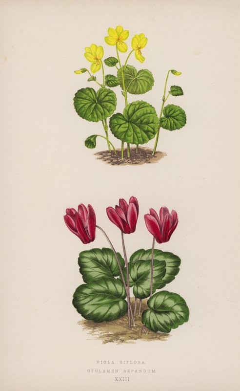 Viola Biflora; Cyclamen Repandum (cor litho) de English School