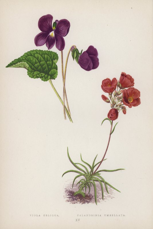 Viola Obliqua; Calandrinia Umbellata (litografia a cores) de English School