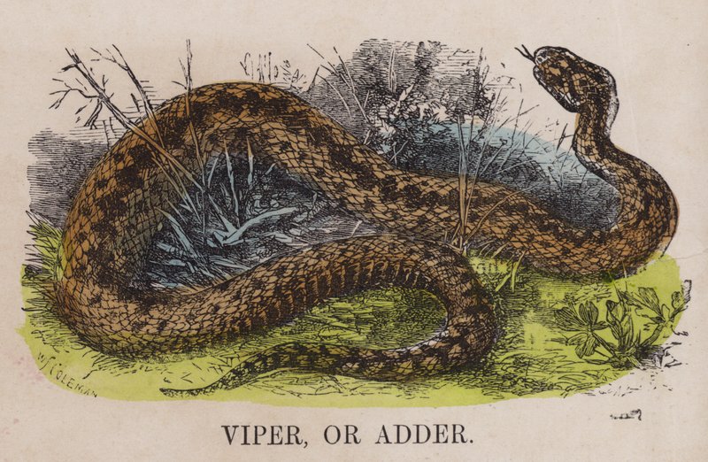 Viper ou víbora de English School