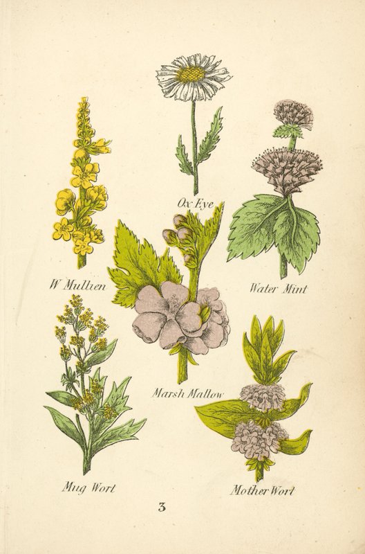 W Mullien, Olho-de-boi, Hortelã-d