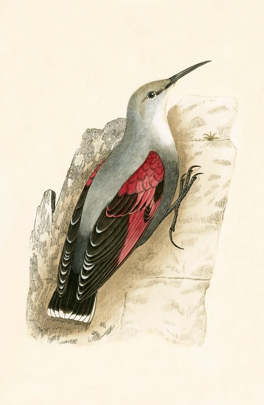 Wall Creeper, ilustração de "Uma História das Aves da Europa Não Observadas nas Ilhas Britânicas", de Charles Robert Bree (1811-1886), publicado em 1867 de English School