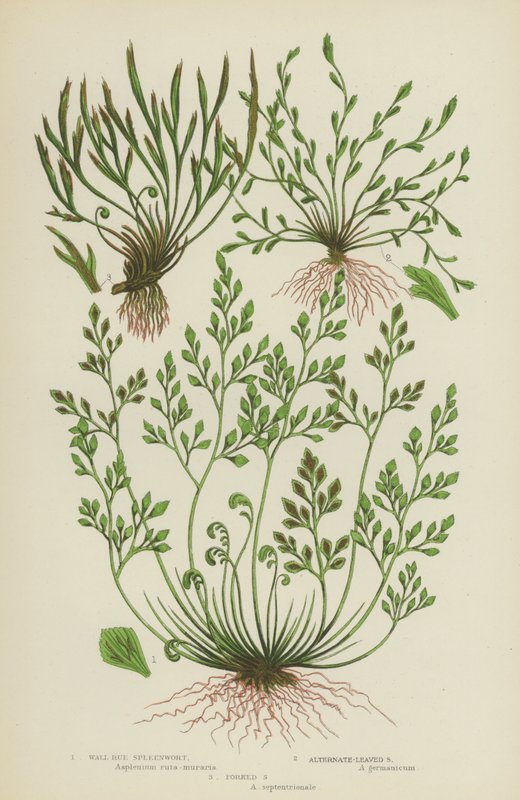 Wall Rue Spleenwort, Spleenwort de Mão Alternada, Spleenwort bifurcado (cor litho) de English School