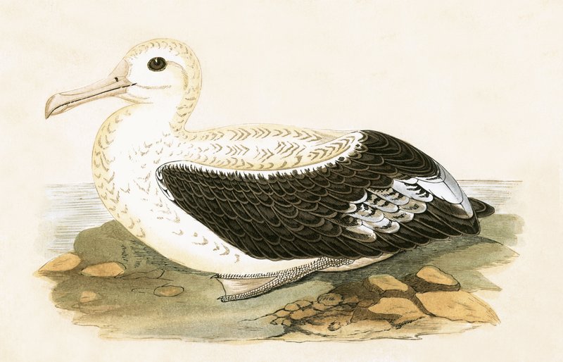 Albatross errante, ilustração de &39;Uma história das aves da Europa não observada nas ilhas britânicas&39; por Charles Robert Bree (1811-86), publicado em 1867 de English School