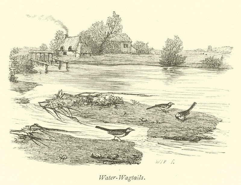 Água-Wagtails de English School