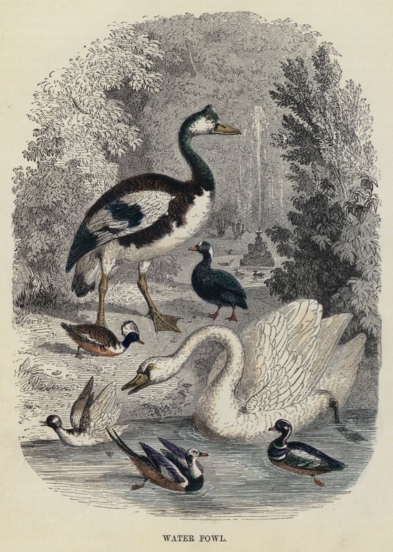 Aves aquáticas (gravura) de English School