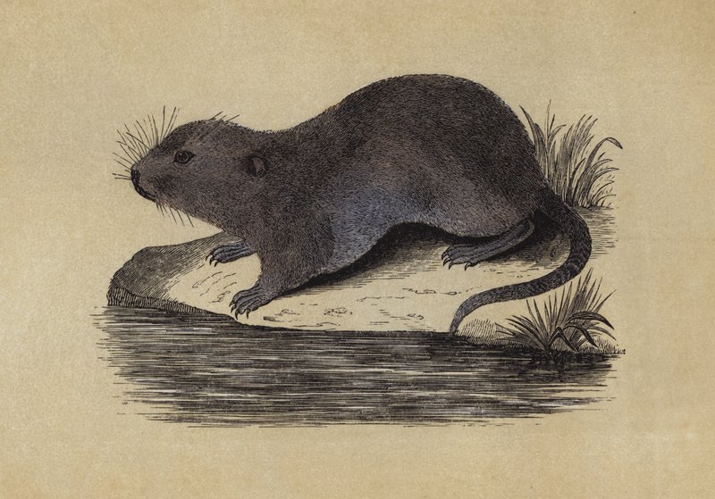 Rato de água (cor litho) de English School