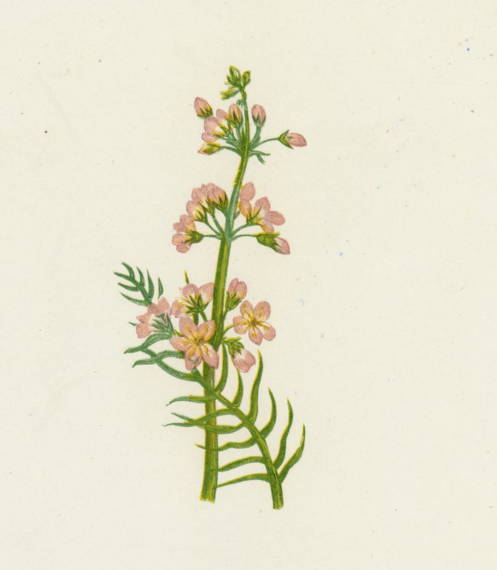 Água Violeta, Hottonia Palustris de English School